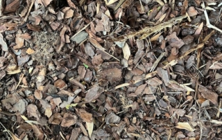 ground