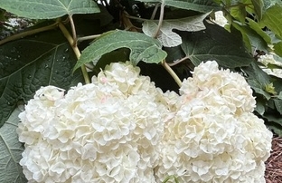 summer