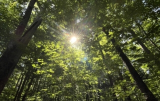 forest
