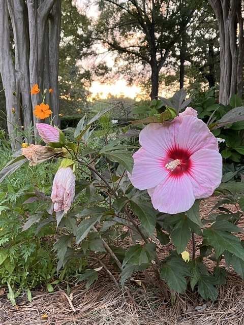 flower flower