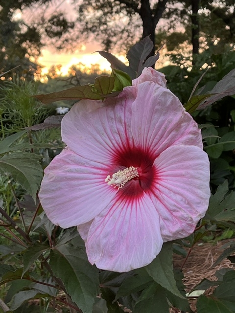 flower flower