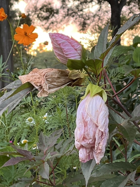 flower flower