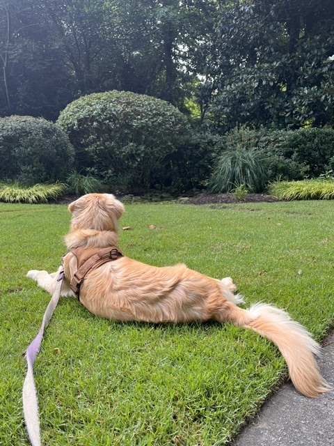 dog