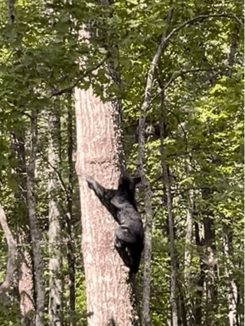 bear bear