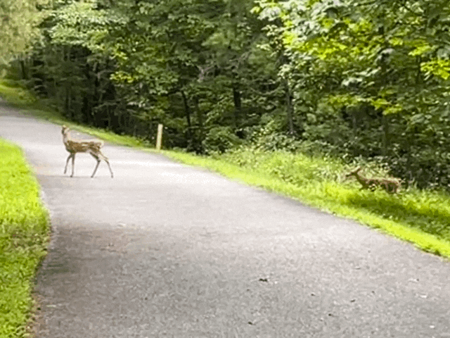 deer deer