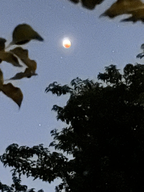 moon moon