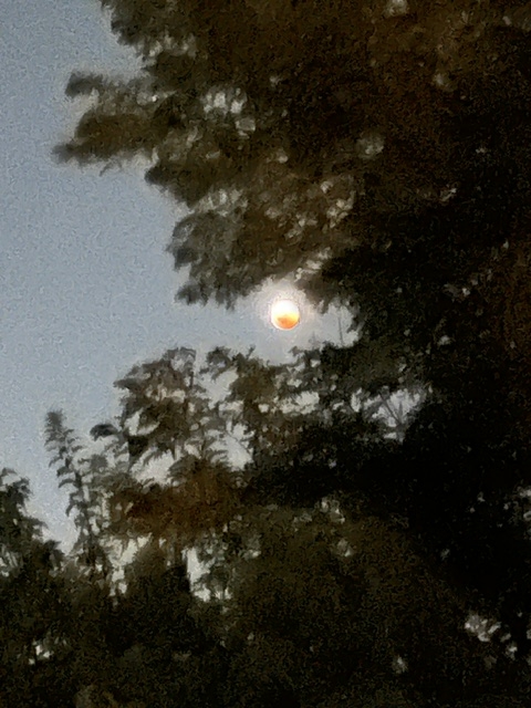 moon moon