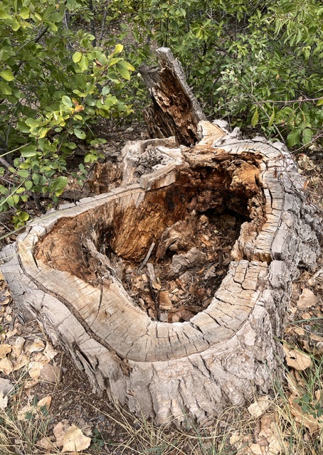 tree tree