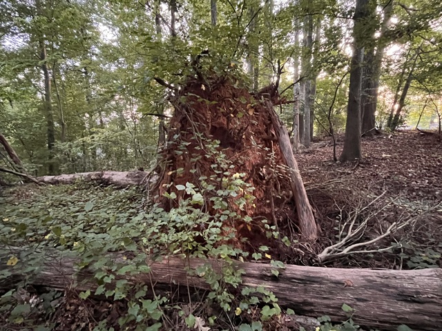 tree tree