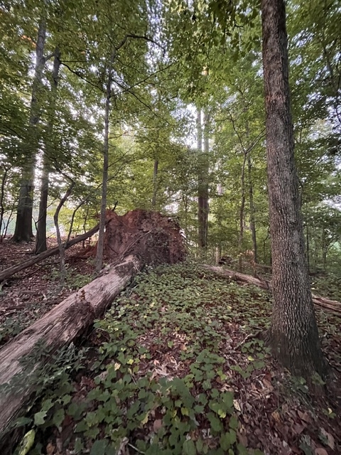 tree tree
