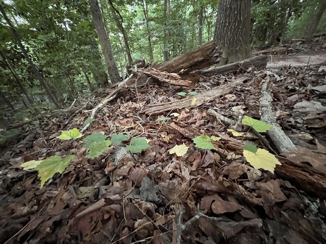 tree tree