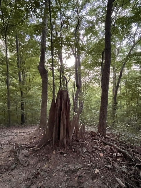 tree tree