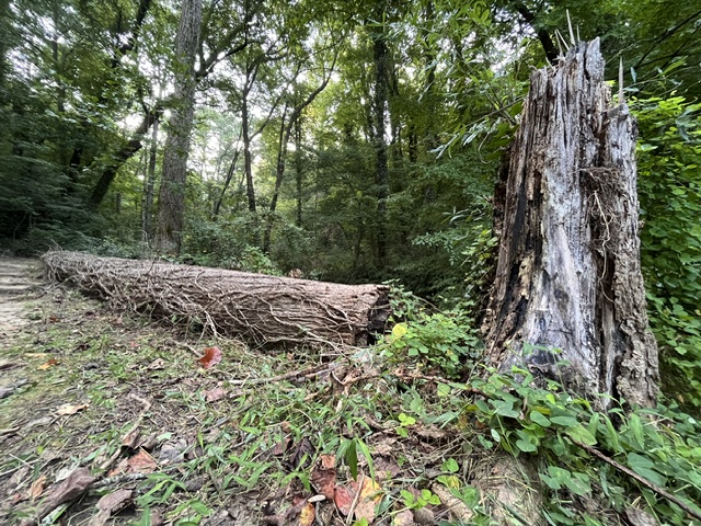 tree tree