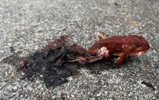 frog