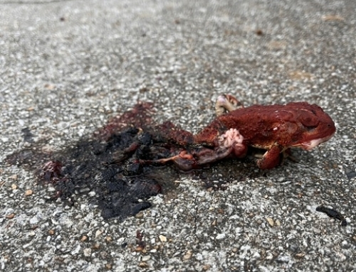 One Gut-Wrenching Photo
