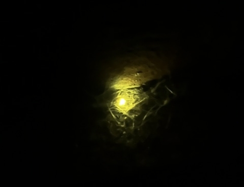 This Little Light Of Mine
