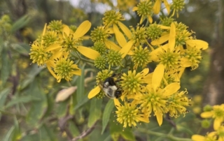 bee
