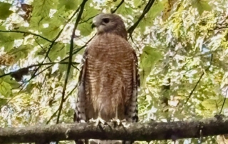 hawk