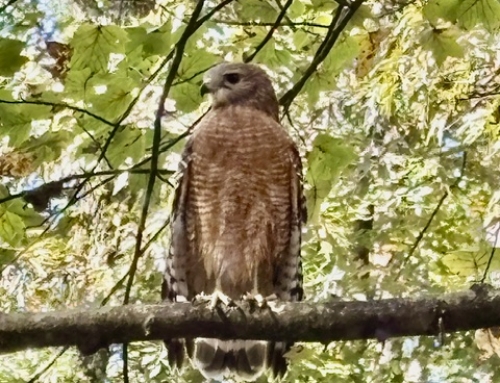 What Meaning Do Hawks Hold?